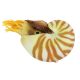 Nautilus lebegő akvárium dekoráció