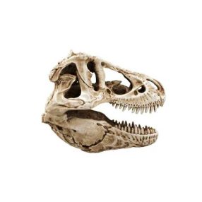 T-REX KOPONYA terrárium dekoráció