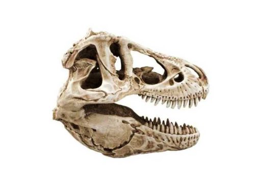 T-REX KOPONYA terrárium dekoráció