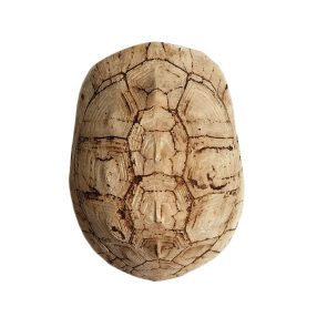 Teknőspáncél terrárium dekoráció