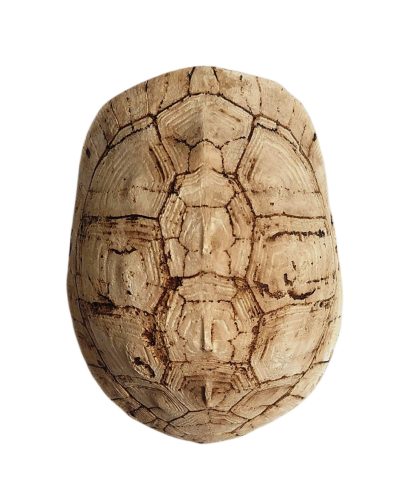 Teknőspáncél terrárium dekoráció