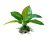 Akváriumi műnövény Anu 9 cm