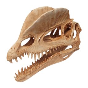 Tarajos dinoszaurusz koponya terrárium dekoráció