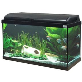 Akváriumok 31-től 60 literig