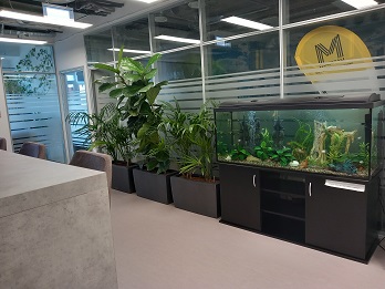 Irodában folyosón elhelyezett 450 literes növényes díszakvárium